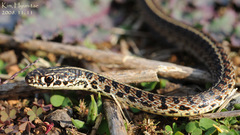 Orientocoluber spinalis