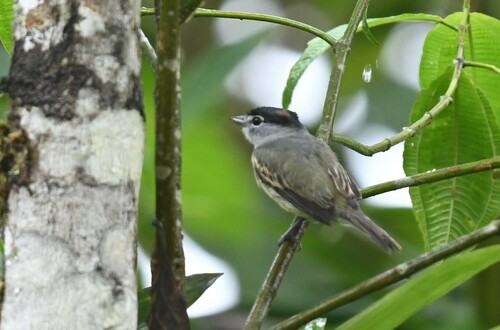 Cryptic Becard (Pachyramphus salvini), photo 7