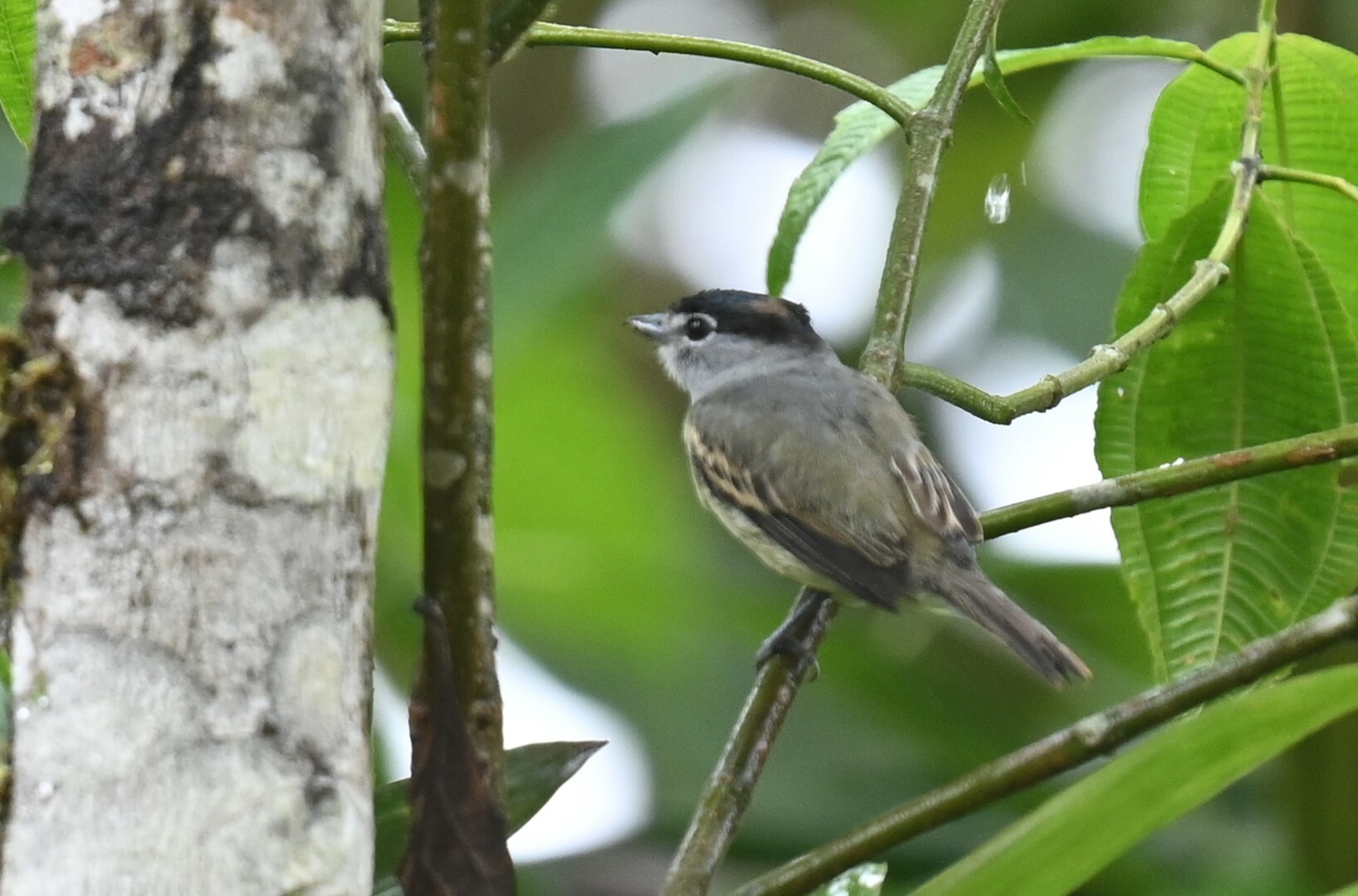 Cryptic Becard (Pachyramphus salvini), photo 6