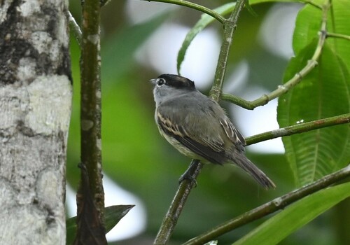 Cryptic Becard (Pachyramphus salvini), photo 5