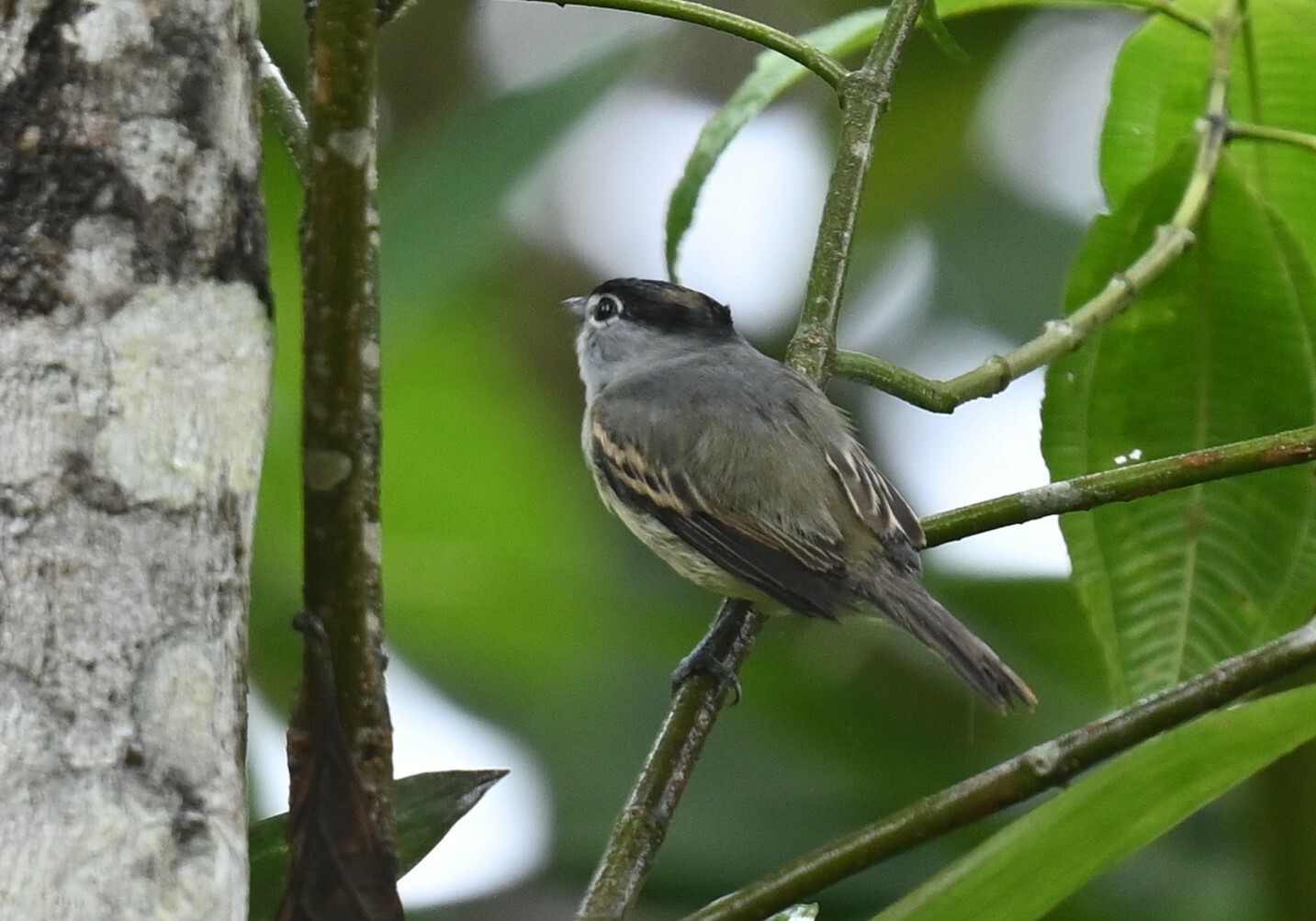 Cryptic Becard (Pachyramphus salvini), photo 5