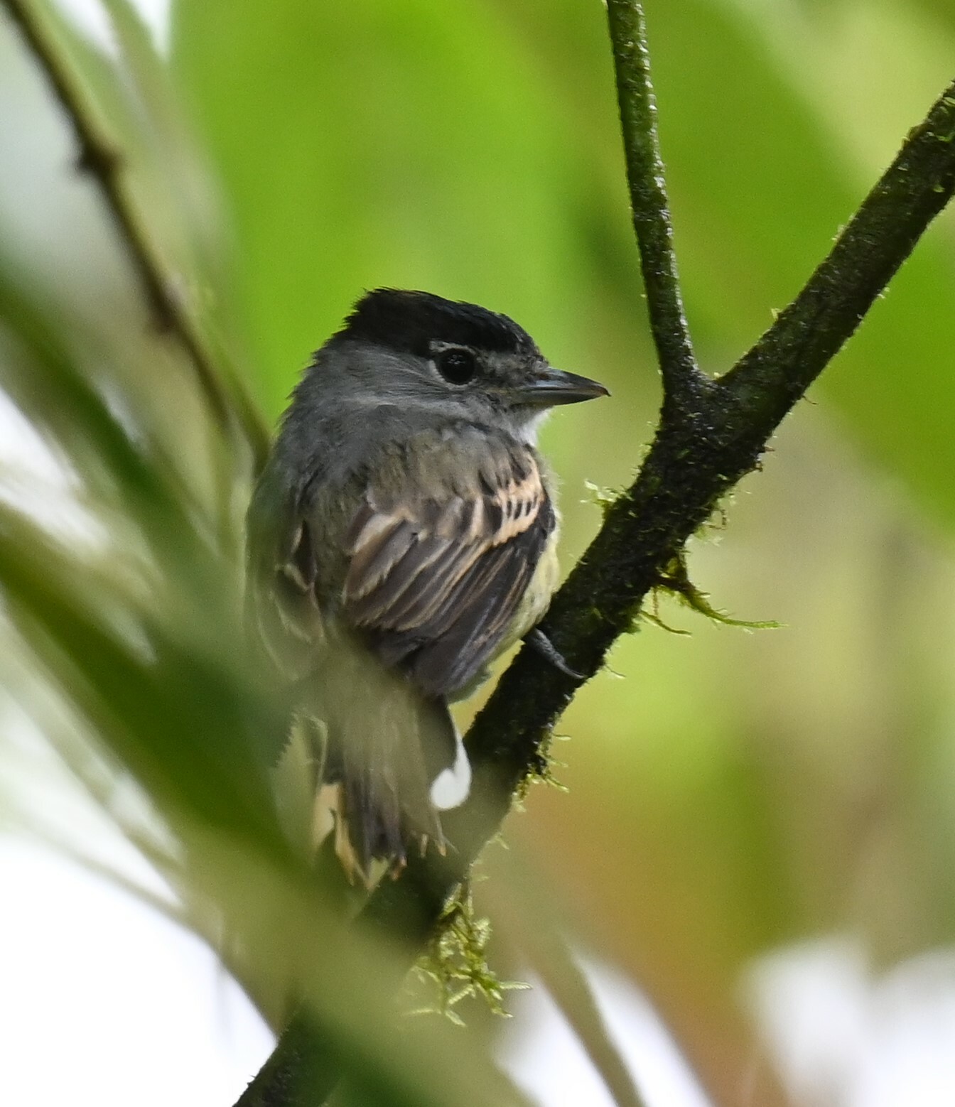 Cryptic Becard (Pachyramphus salvini), photo 7