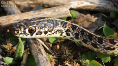 Orientocoluber spinalis