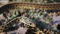 Orientocoluber spinalis