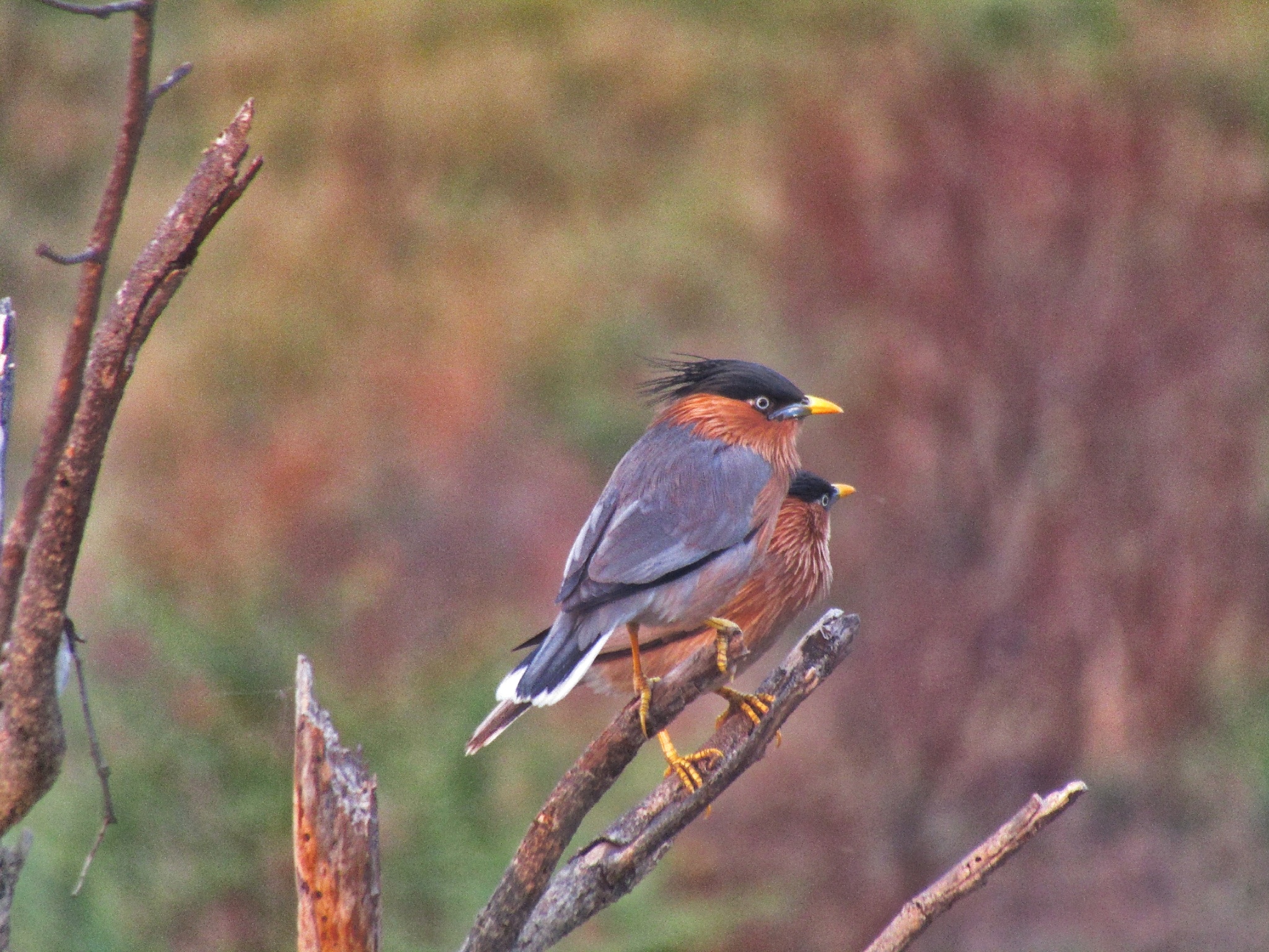 Brahminy Starling