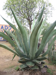 Agave salmiana salmiana