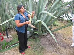 Agave salmiana salmiana