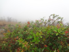 Gaultheria acuminata