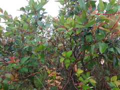 Gaultheria acuminata