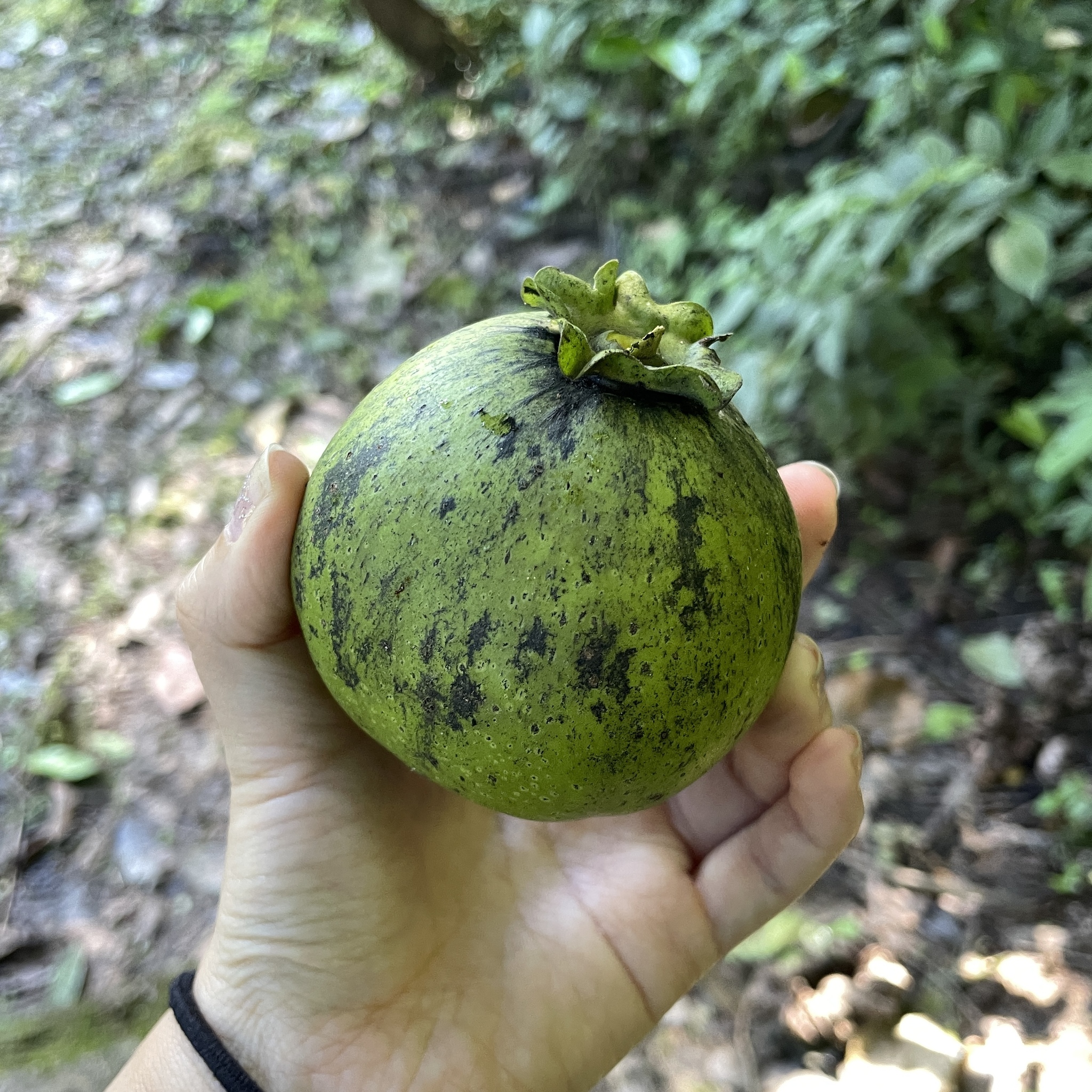 Imagem de Jabuticaba