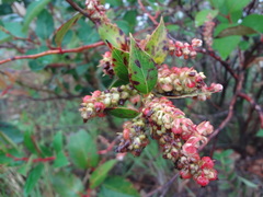 Gaultheria acuminata