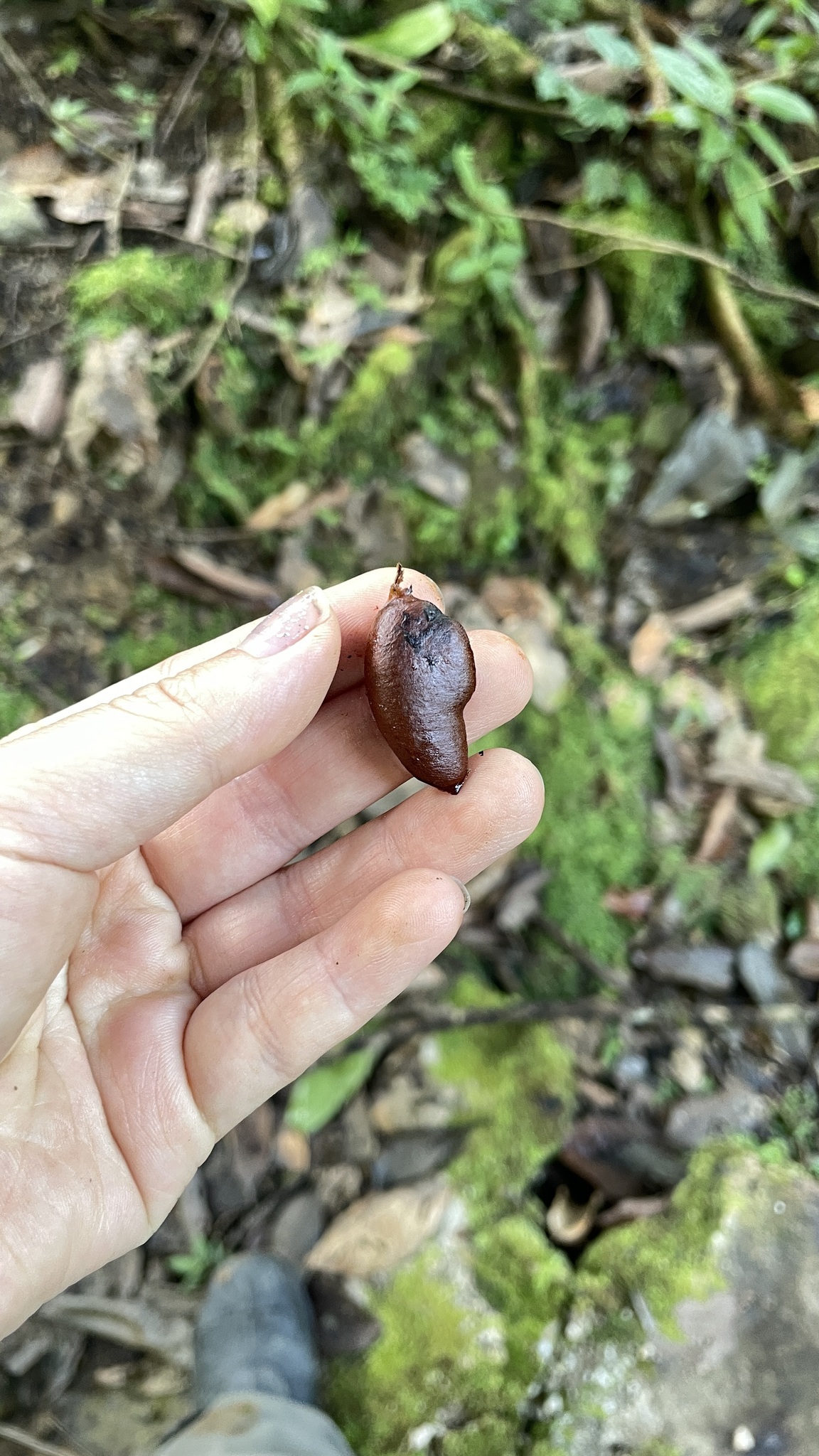 Imagem de Jabuticaba