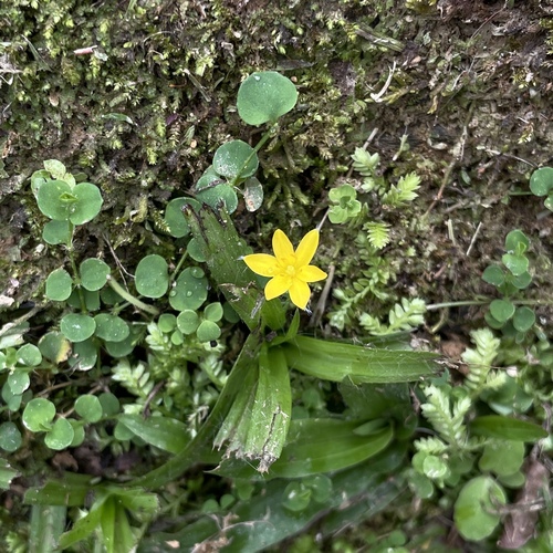 Coquí (Hypoxis decumbens)