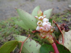 Gaultheria acuminata
