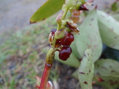 Gaultheria acuminata