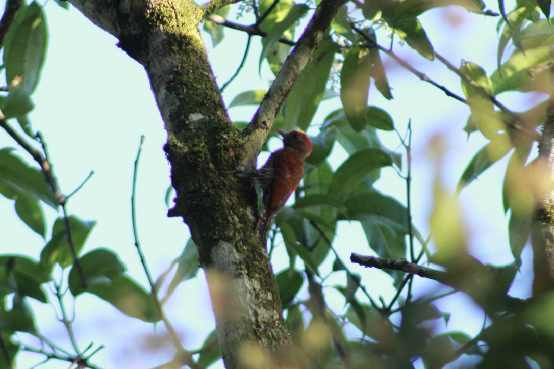 Blood-colored Woodpecker (Veniliornis sanguineus), photo 6