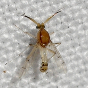 Stilobezzia coquilletti