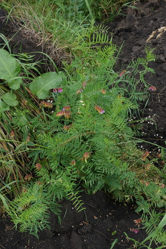 Image of Vicia megalotropis by (c) Oleg Kosterin, some rights reserved (CC BY)