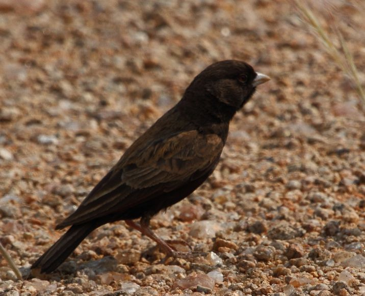 Black-eared Sparrow-Lark (Eremopterix australis) photo