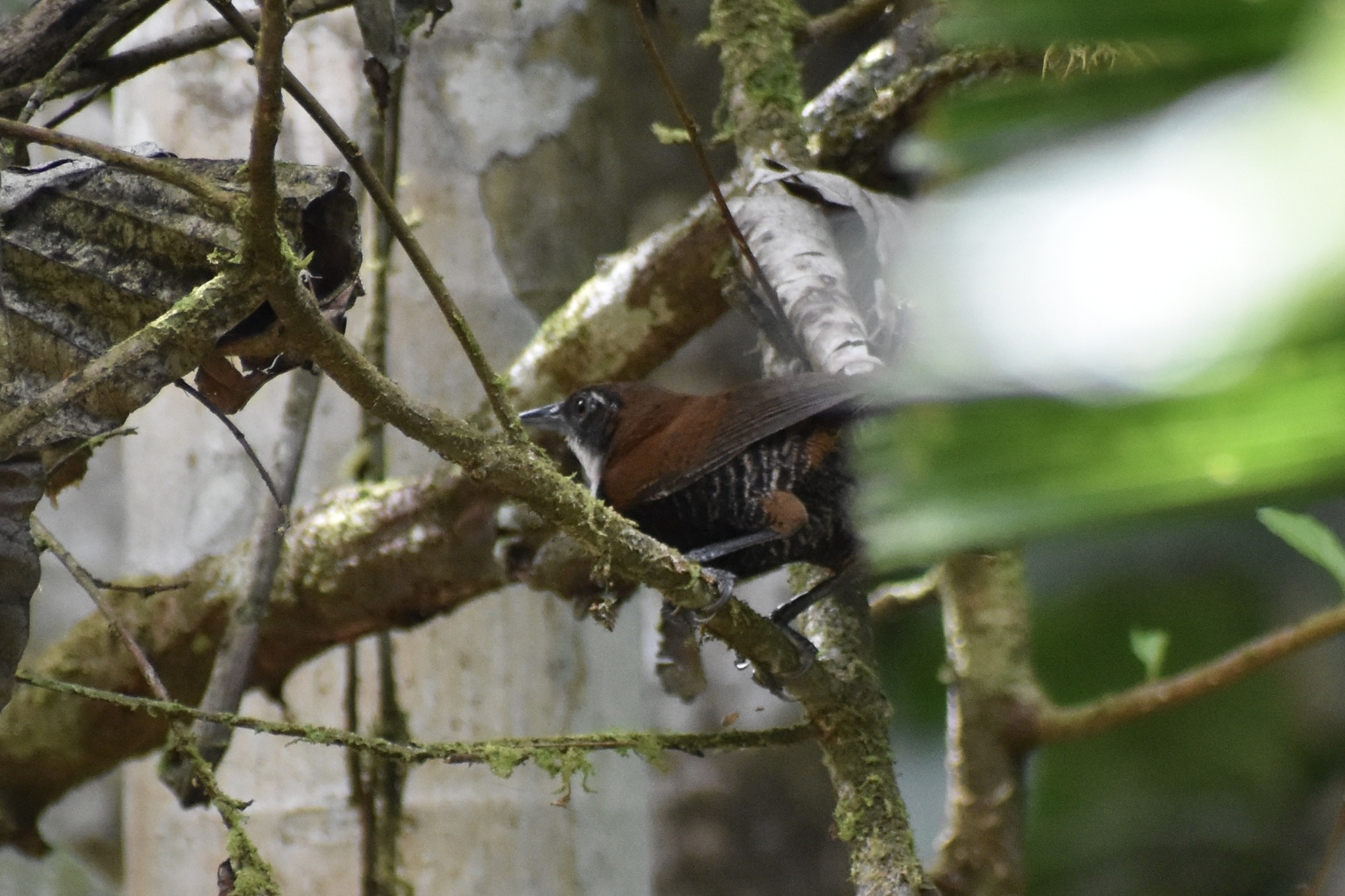 Black-bellied Wren (Pheugopedius fasciatoventris)