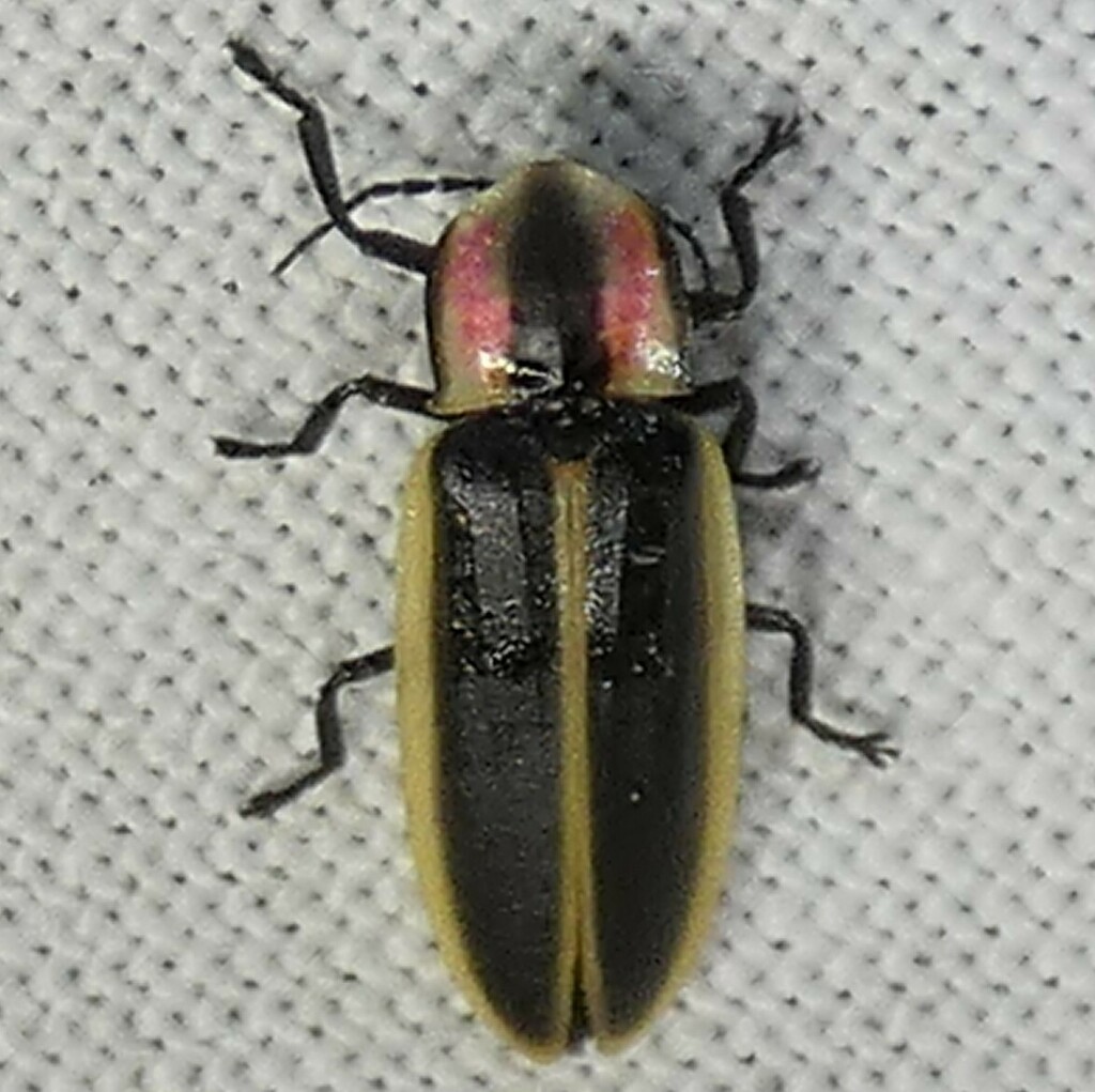 Pyractomena limbicollis