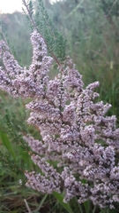 Erica paniculata