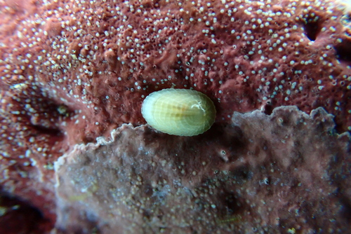 Tugali oblonga observed 2023-02-28