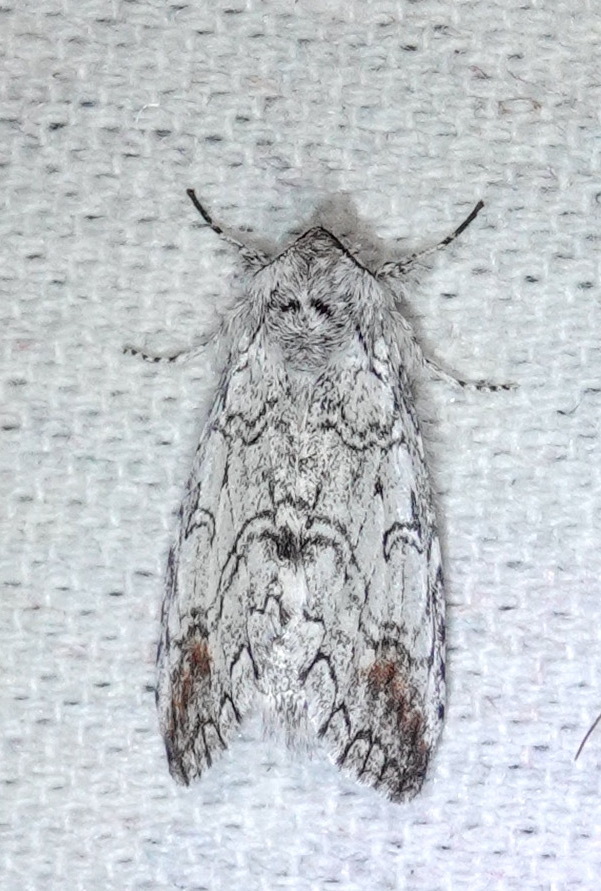 Sericochroa felderi