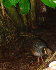 Arborophila javanica