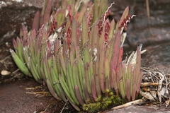 Acianthera teres, photograph (c) Pedro Quinellato Dantas, some rights reserved (CC BY)