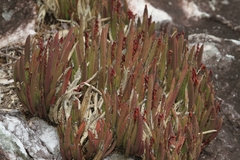 Acianthera teres, photograph (c) Pedro Quinellato Dantas, some rights reserved (CC BY)