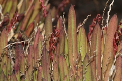 Acianthera teres, photograph (c) Pedro Quinellato Dantas, some rights reserved (CC BY)