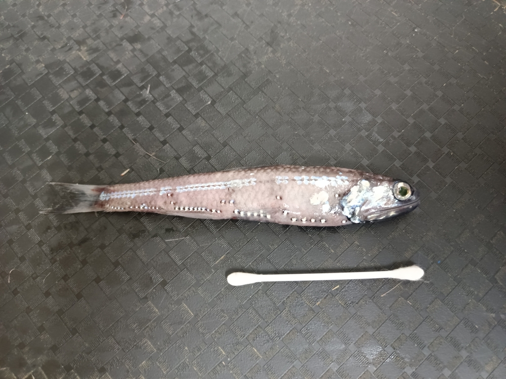 Nichol's Lanternfish