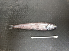 Nichol's Lanternfish photo 1