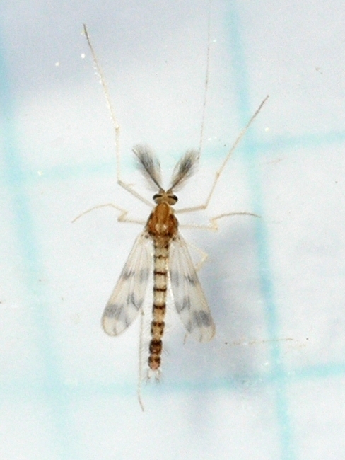Zavrelimyia