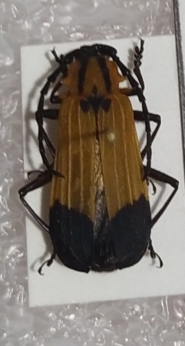 Parevander nietii