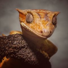 Correlophus ciliatus
