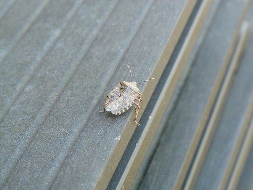Rhaphigaster nebulosa