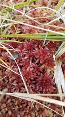 Sphagnum magellanicum