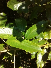 Castanea pumila