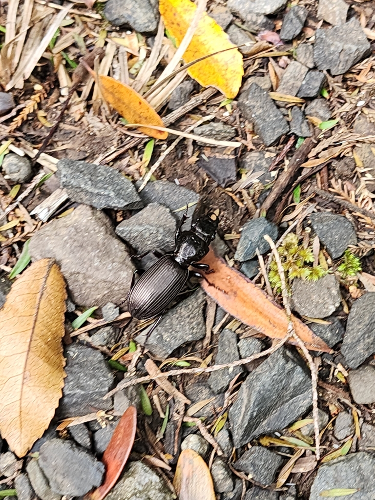 Mecodema teroroa