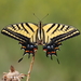 Two-tailed Swallowtail - Photo (c) David Alan Rogers, some rights reserved (CC BY-NC), uploaded by David Alan Rogers