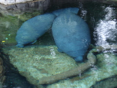 Trichechus manatus latirostris