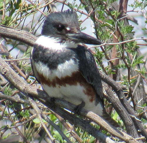 Belted Kingfisher photographed in Nevada