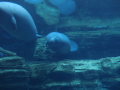Trichechus manatus latirostris