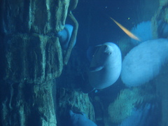 Trichechus manatus latirostris