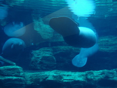 Trichechus manatus latirostris