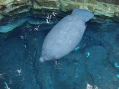 Trichechus manatus latirostris