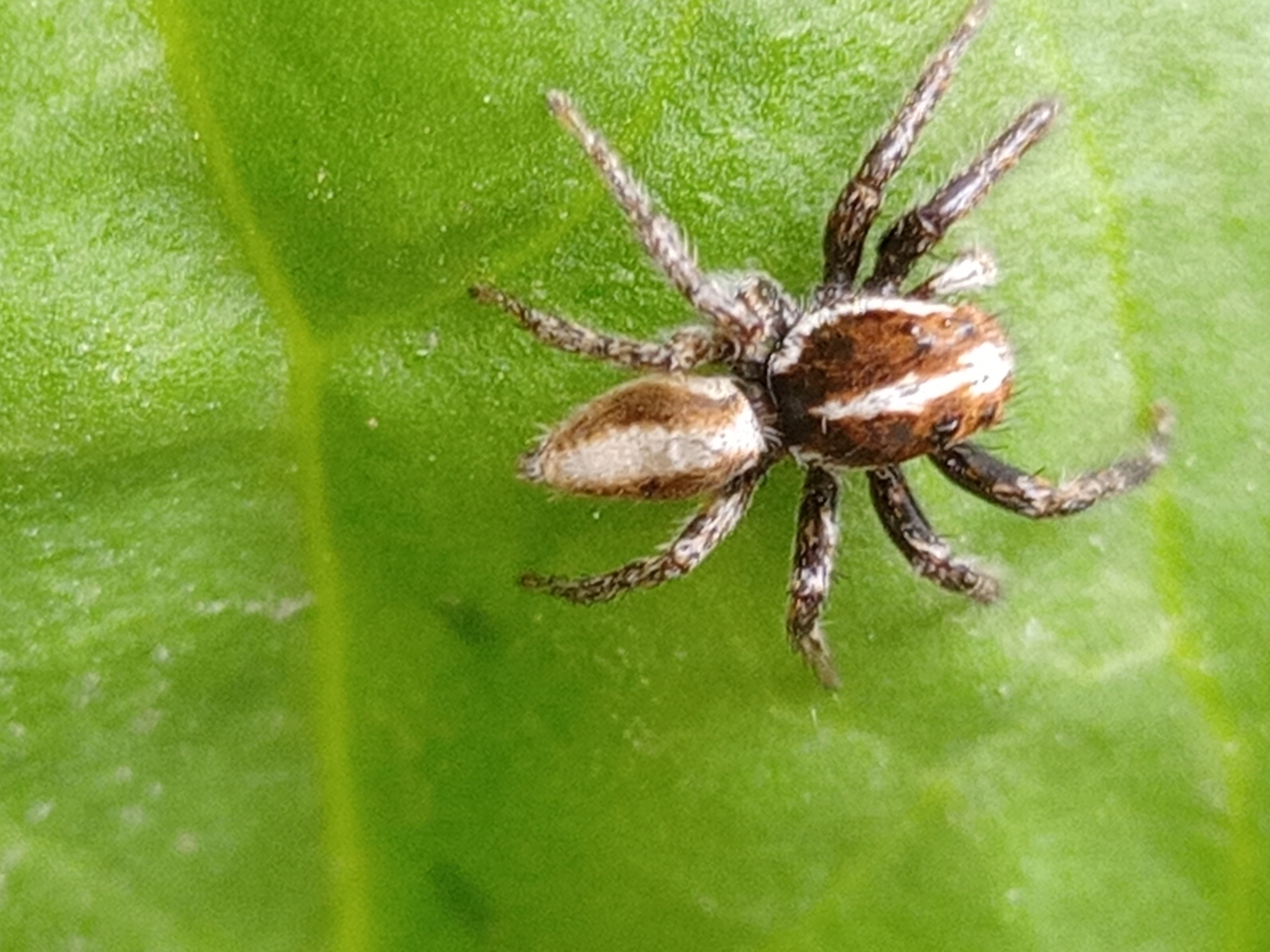 Salticidae image