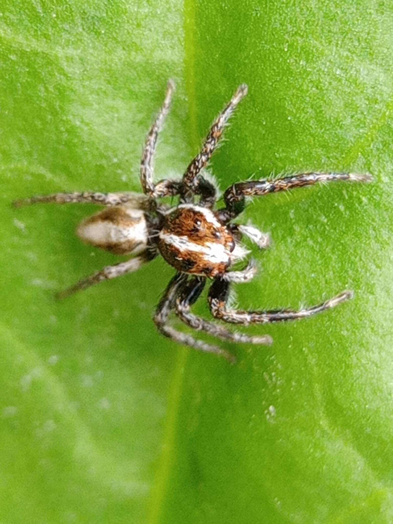 Salticidae image